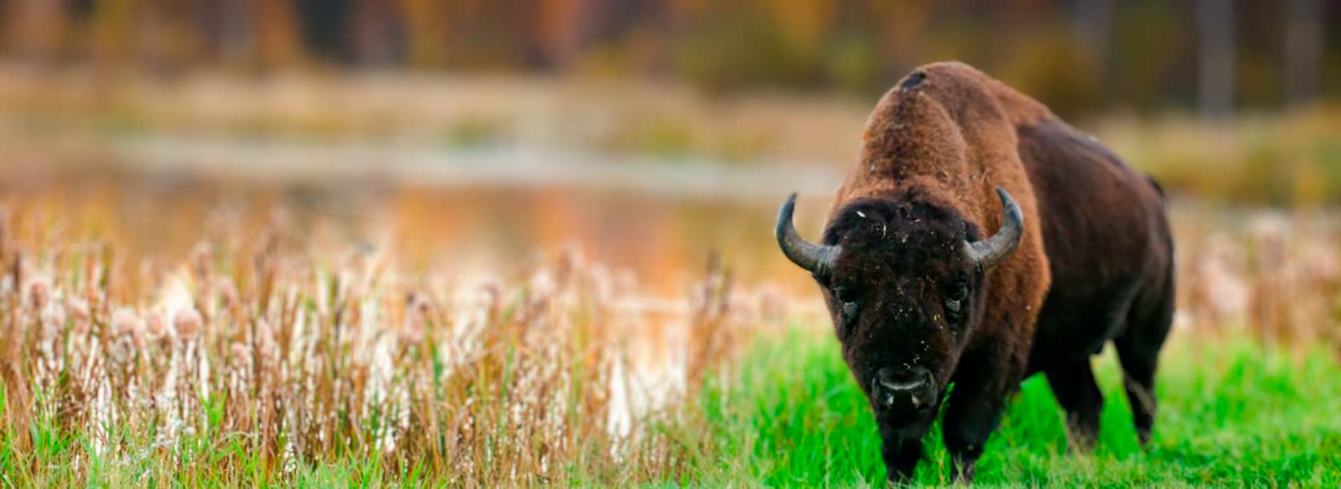 bison at national park alberta