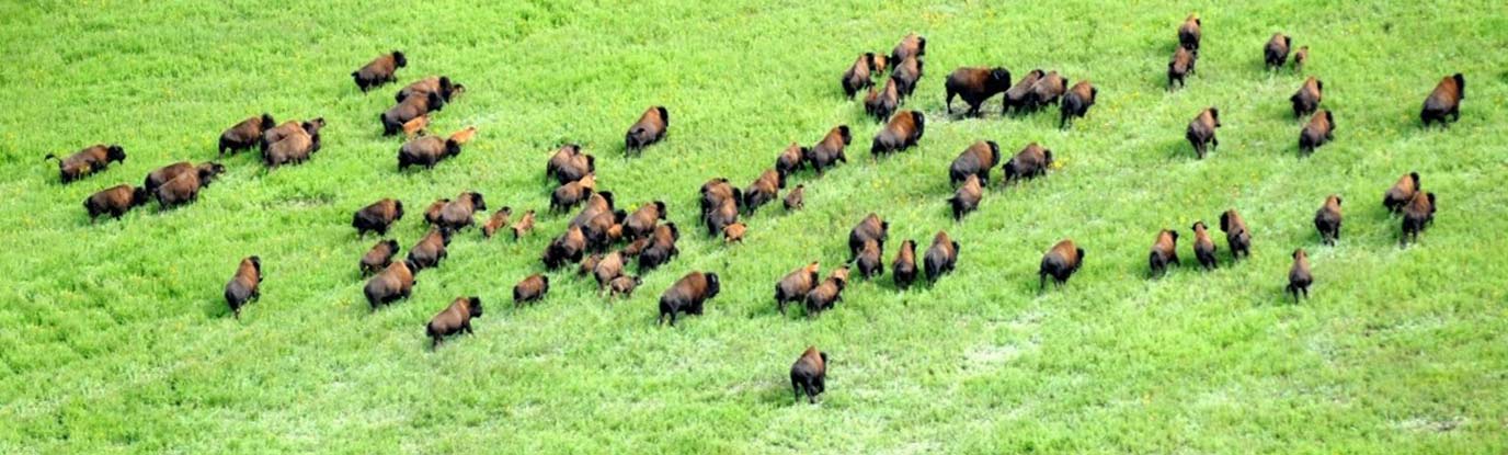 buffalo at national park