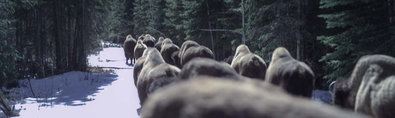 buffalo at wood winter