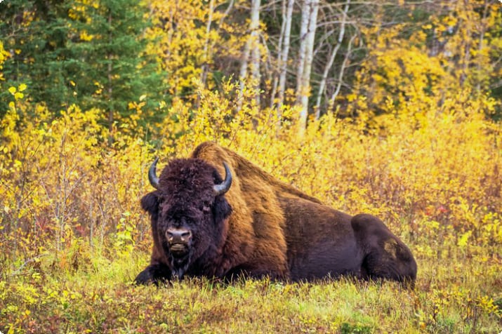 Canada Wood Buffalo national park autumn