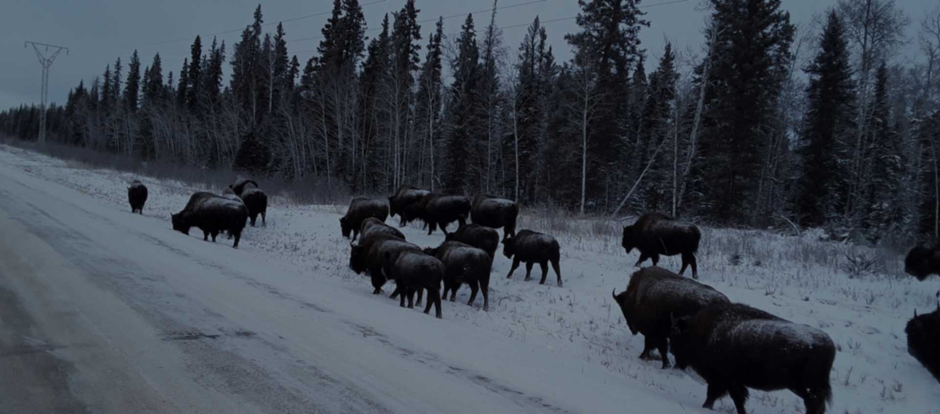Canada Wood Buffalo national park winter cover