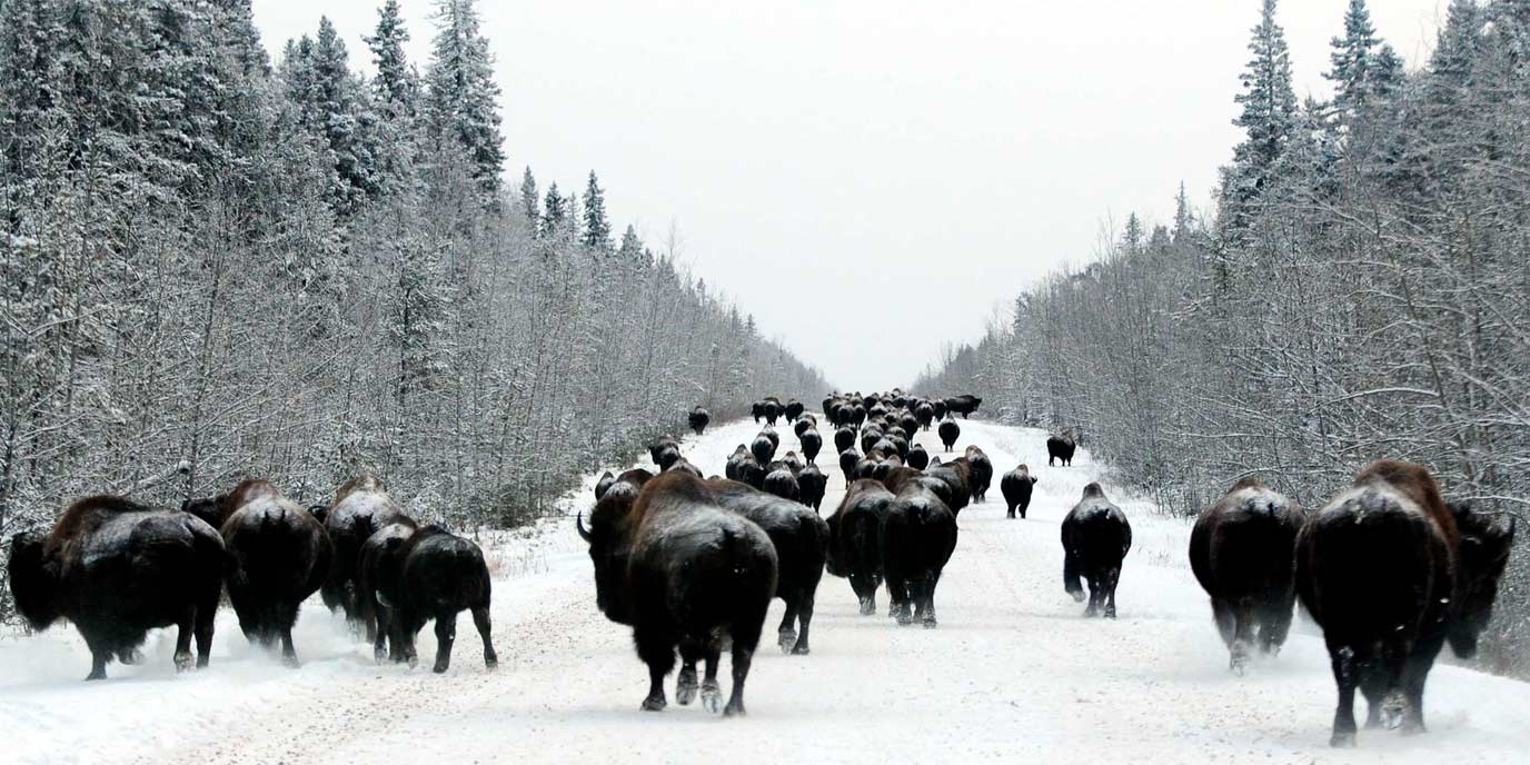 free-roaming wood bison herd